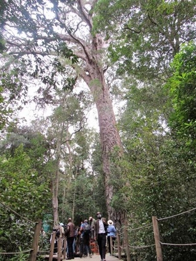 Big Tree project to boost tourism