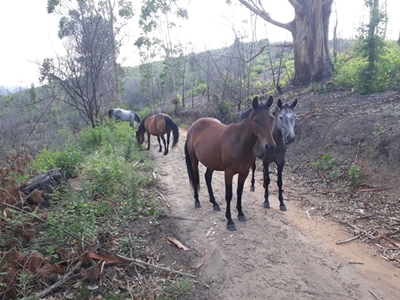 Questions remain about mystery horses