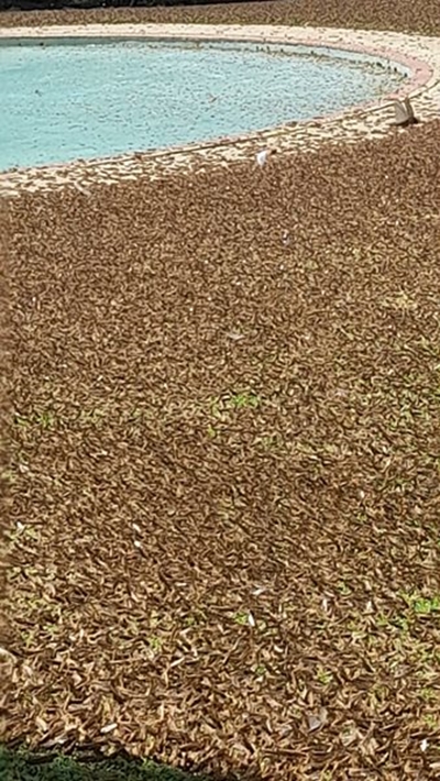 Swarms of Locusts (grasshoppers)  tearing through the Karoo 