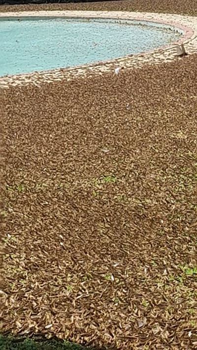 Swarms of Locusts (grasshoppers)  tearing through the Karoo 