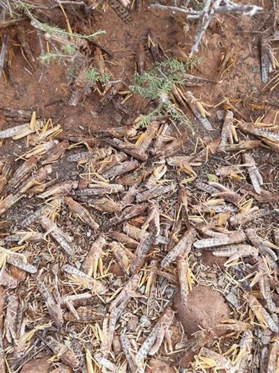 Locust plague worst in years