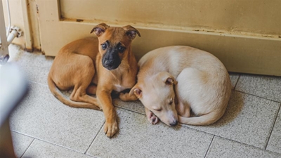 Fireworks season is coming – what you can do to keep your pet safe