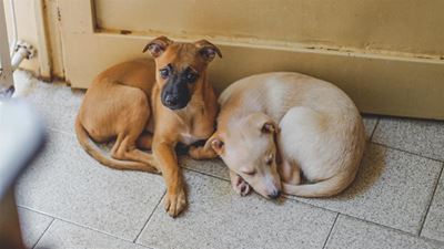Fireworks season is coming – what you can do to keep your pet safe