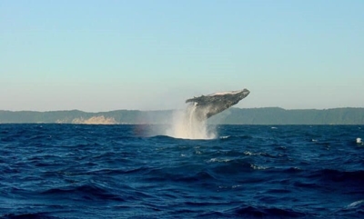 Hermanus to house innovative whale centre