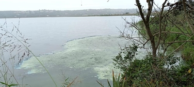 Island Lake still closed due to algal bloom