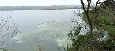 Island Lake still closed due to algal bloom