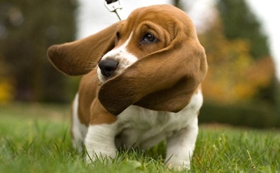 Cleaning your dog’s ears 
