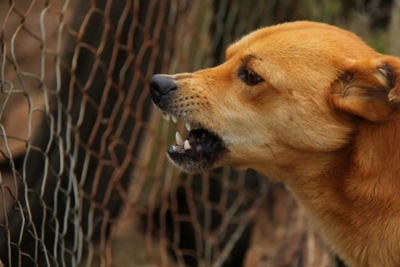 Rabies is preventable and treatable, but act fast