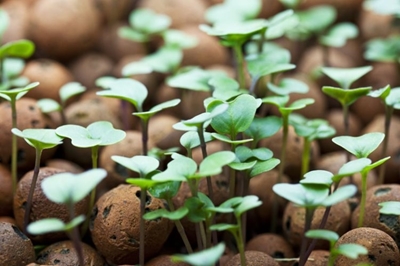 Smart seeding from Clean Seed