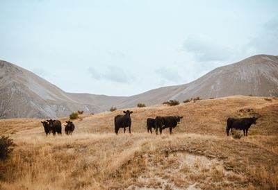 ‘Politicising stock theft doesn’t help SA’s farmers’