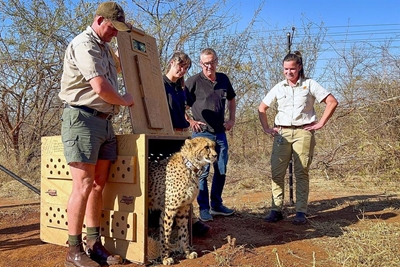 Cango Wildlife Ranch maak geskiedenis