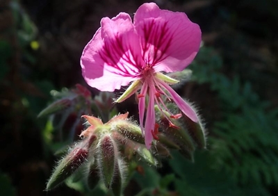 Indigenous plants for sale from Pledge Nature Reserve this weekend