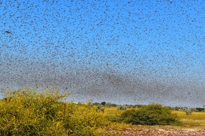 Namibian farmers battle clouds of locusts
