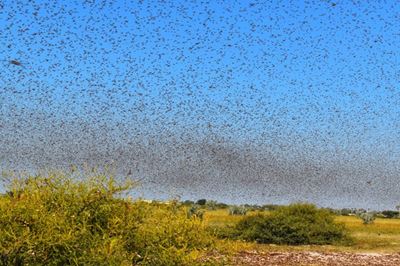 Namibian farmers battle clouds of locusts