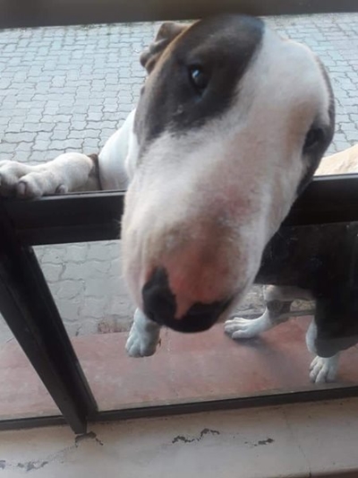 R2 500 reward for missing dog