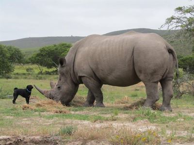 Renoster 70 km vanaf Oudtshoorn gestroop