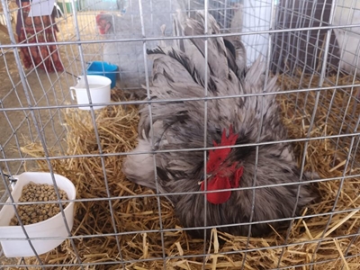 Are you chicken? 