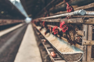 Chicken prices set to finally drop