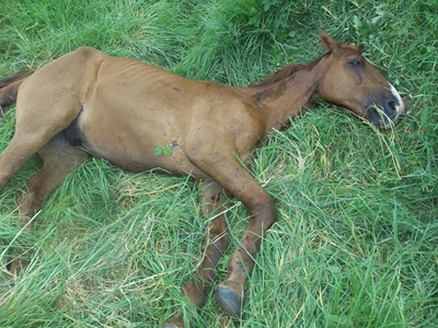 SPCA urges: Register your horse