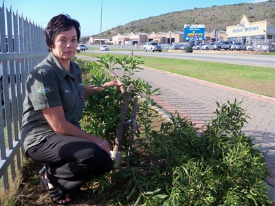 Damaged trees will cost R9 900