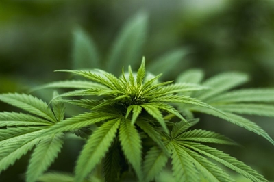 Legal parameters of cannabis usage