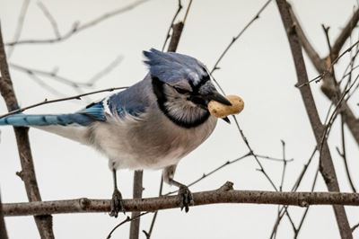 Bird friendly kitchen scraps: What to offer and what to avoid