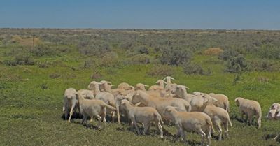 Northern Cape sheep farmer’s lessons from the drought