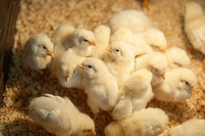 Success with small-scale chicken farming