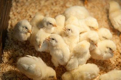 Success with small-scale chicken farming