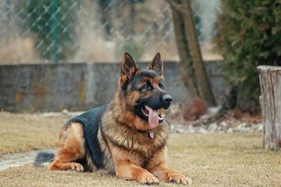 Warning from the SPCA: Don't shave double-coated dogs