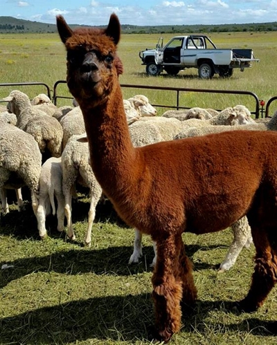 Alpacha maak verskil op plaas