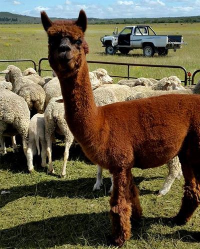 Alpacha maak verskil op plaas