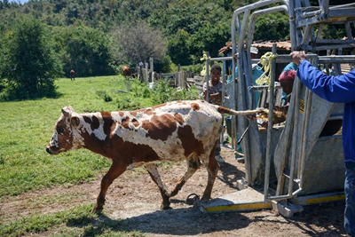 FMD vaccination to be scaled up  