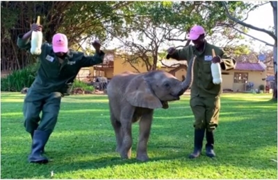 MUST SEE: Elephants, giraffes join ‘Jerusalema’ challenge