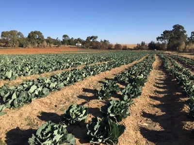 New app to help farmers launched at Nampo