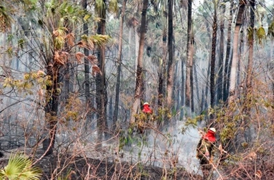 Brazil rejects G7 aid to fight Amazon fires