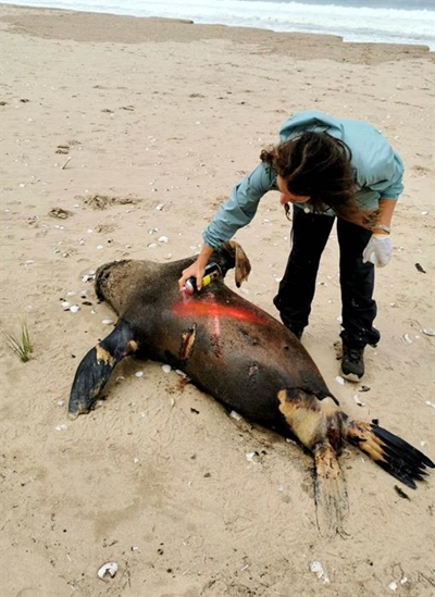 Beachgoers urged to report dead seals