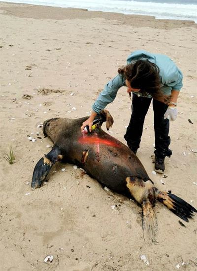 Beachgoers urged to report dead seals