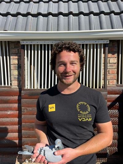Wedvlug duiwe vlieg hoog en vinnig