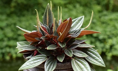 Give your home some colour with peperomia