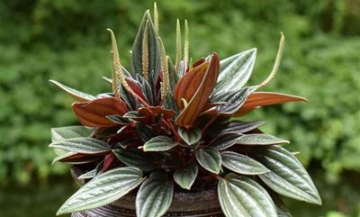 Give your home some colour with peperomia