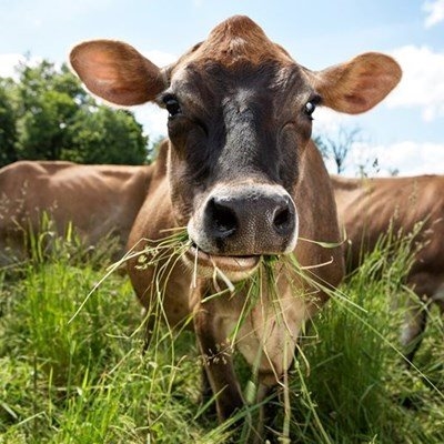 ‘Import restrictions could save Namibia’s dairy sector’