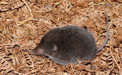 Elusive Boosmansbos long-tailed forest shrew recorded for the first time in 46 years