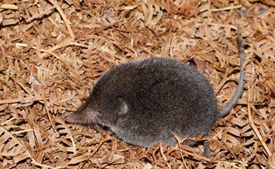 Elusive Boosmansbos long-tailed forest shrew recorded for the first time in 46 years
