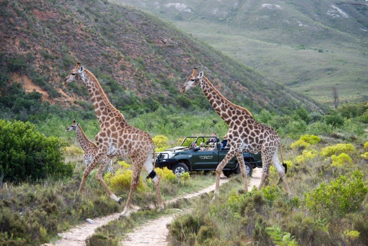 Gondwana Game Reserve: Best of Mossel Bay winner