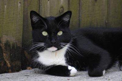 Help trace missing pets