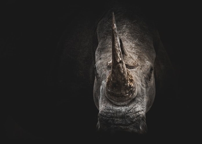 Fundraising for a wild future