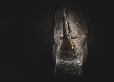 Fundraising for a wild future