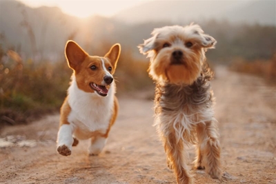 Share pics of your pet 