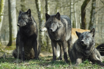 Wolves, dogs and the dominance theory 
